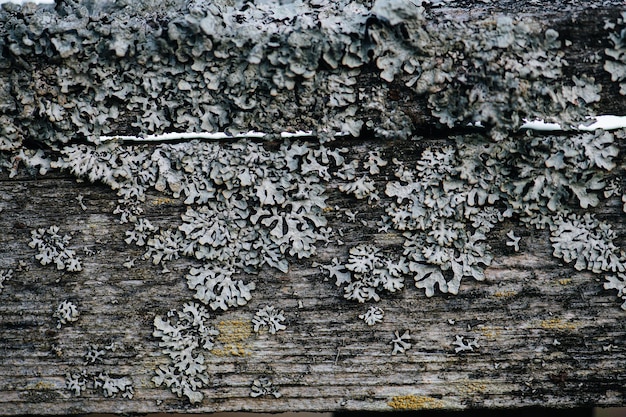 Flechte, die auf einem verfallenen Holzbalken wächst, hat eine bläulich-graue Farbe