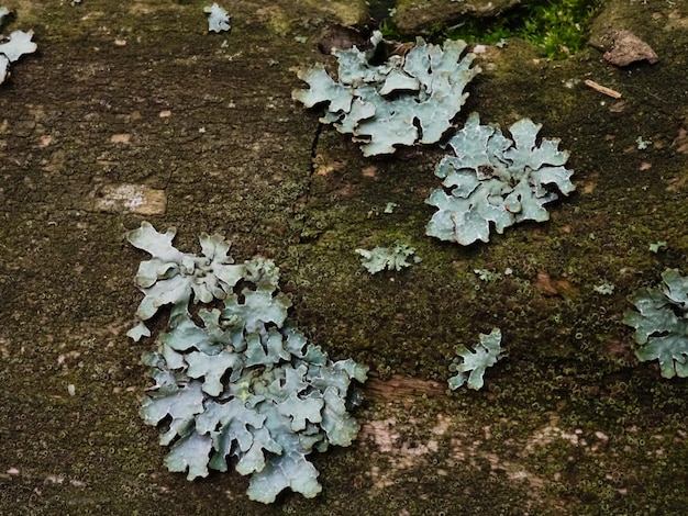 Flechte Parmelia sulcata auf einem Baum