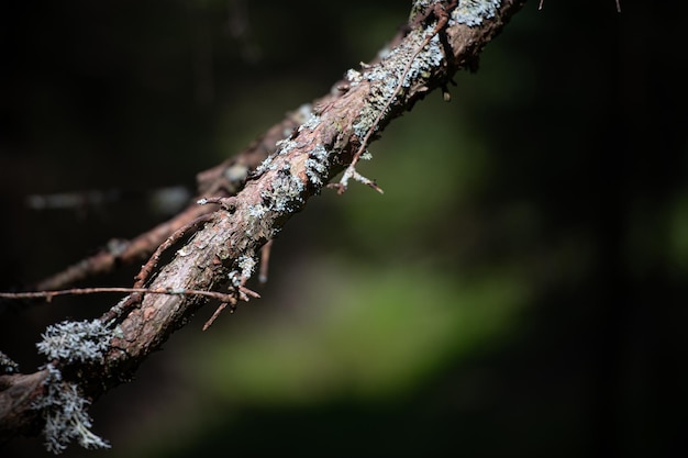 Flechten auf Pflanzenzweig im Wald