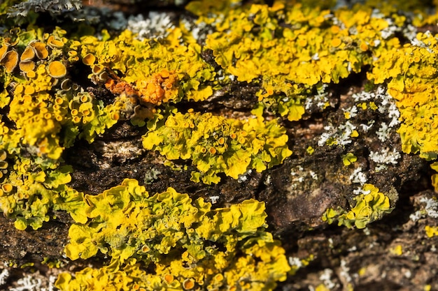 Flechtenstrukturbaum. Hypogymnia physodes und Xanthoria parietina gemeine Orangenflechte aus nächster Nähe.