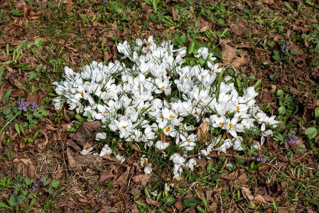 Fleck der ersten weißen Frühlingsblumen auf getrocknetem Laub