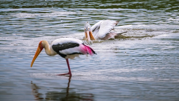 Fleckenschnabelpelikan auf Nahrungssuche in der Lagune am Morgen. Im Vordergrund steht ein bemalter Storch