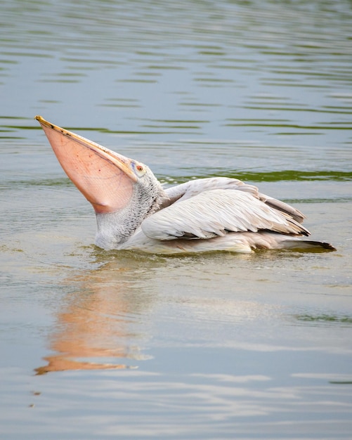 Fleckenschnabelpelikan verschluckt einen Fisch in seinem riesigen Kehlbeutel in den Lagunen des Bundala Parks