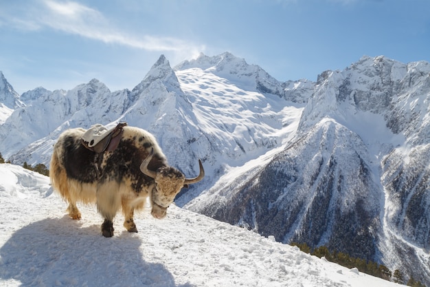 Fleckiger Yak steht am Berghang vor dem Hintergrund der kaukasischen Berge, Dombai an einem sonnigen Wintertag