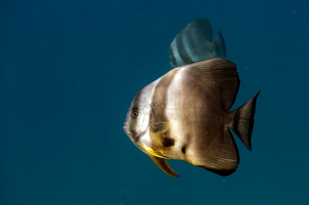 Fledermaus-Fisch-Porträt