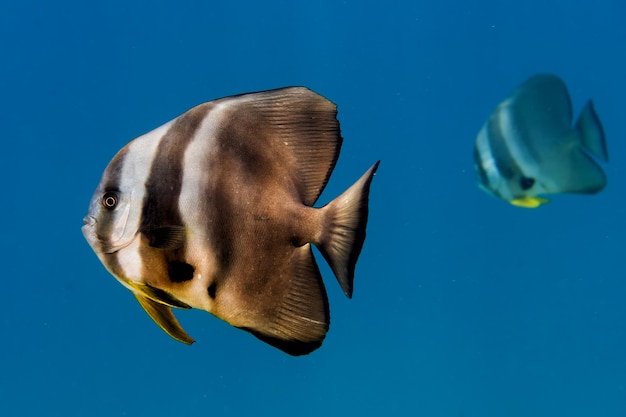 Fledermaus-Fisch-Porträt