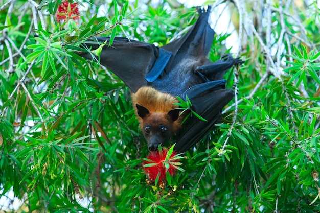 Fledermaus hängt an einem Ast Malaiische Fledermaus