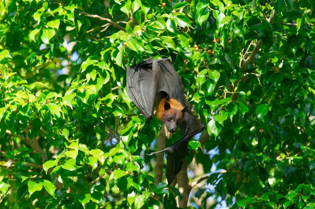 Fledermaus hängt an einem Ast Malaiische Fledermaus