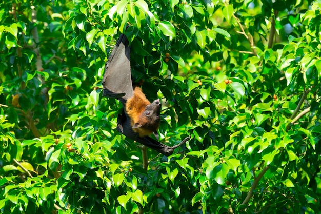 Fledermaus hängt an einem Baumzweig Malaiische Fledermaus