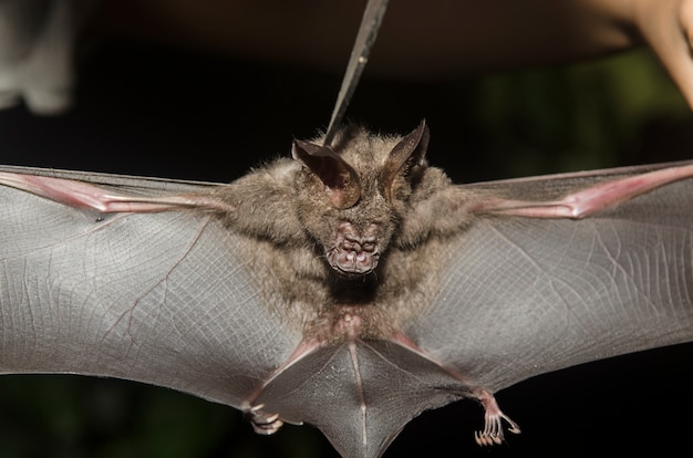 Fledermaus in der Hand des Forschers, von den Forschungsstudien auf dem Gebiet.