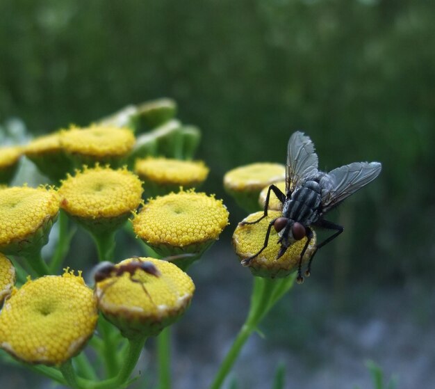 Fleischfliege auf gelben Blumen