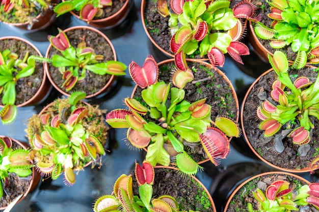 Fleischfressende Pflanzen in Blumentöpfen in einem botanischen Garten.