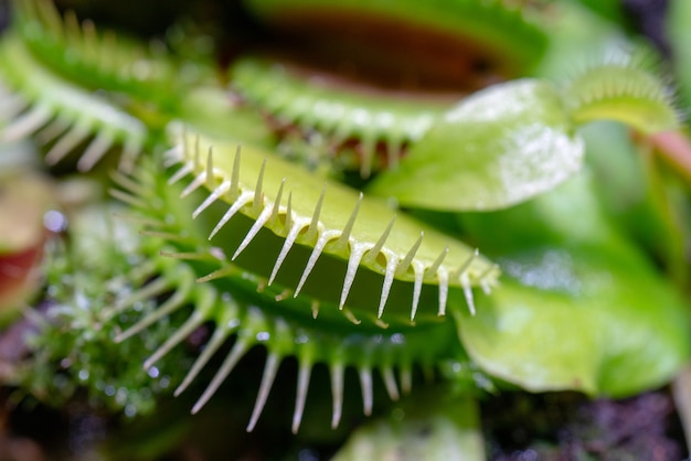 Fleischfressende Raubpflanze Venusfliegenfalle - Dionaea muscipula.