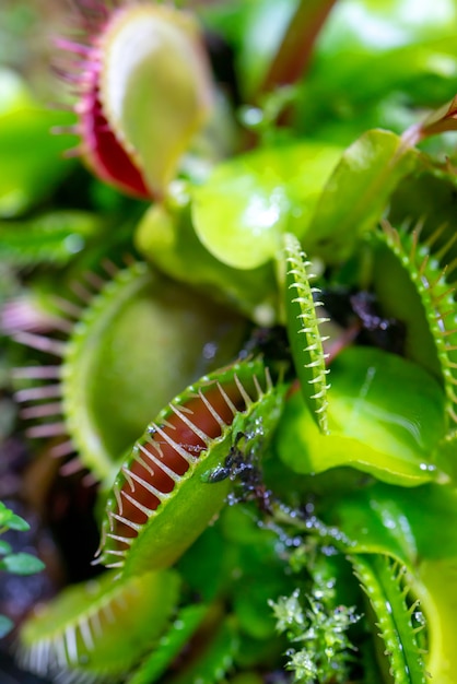 Foto fleischfressende raubpflanze venusfliegenfalle - dionaea muscipula.