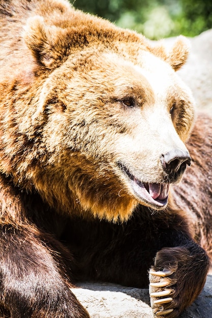 Fleischfresser, Braunbär, majestätisches und mächtiges Tier