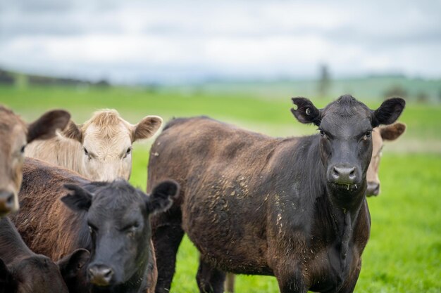 Fleischproduktion auf einer Bio-Ranch und Kühe, die Gras fressen