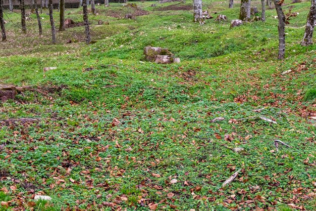 Foto fleurydevantdouaumont (em inglês)