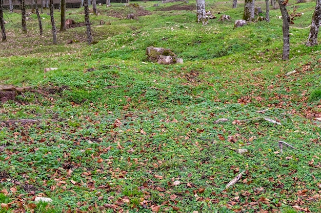 Foto fleurydevantdouaumont (en inglés)