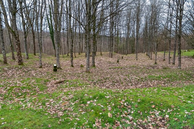 Foto fleurydevantdouaumont (en inglés)