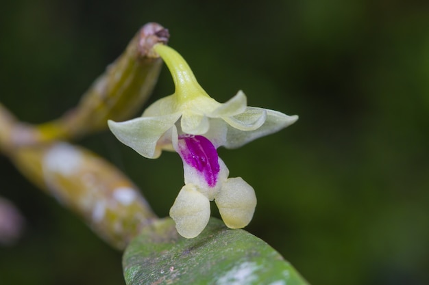 Flickingeria ritaena orquídea en el bosque