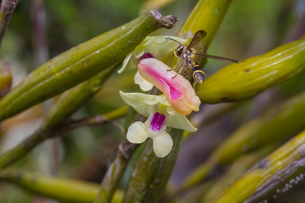 Flickingeria ritaena orquídea en el bosque