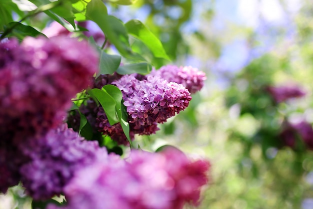 Flieder blüht. Ein schöner Haufen lila Nahaufnahme. Grüner Zweig mit Frühlingsfliederblüten. Fliederbusch. Fliederblumen auf Baum im Garten.