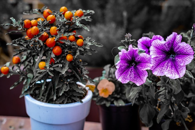 Foto flieder blüht kleine rote tomaten