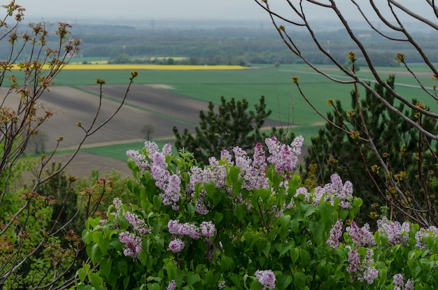 Flieder in der Sommernatur