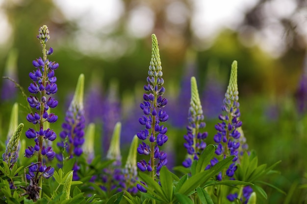 Flieder Lupine blüht auf dem Feld