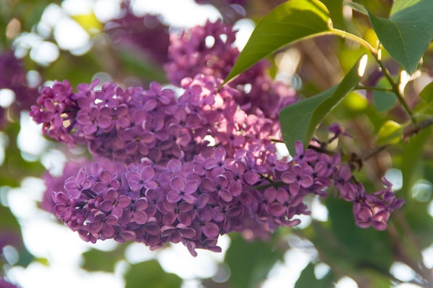 Flieder natürlicher Flieder Natur und Blumen Blühender Fliederstrauch