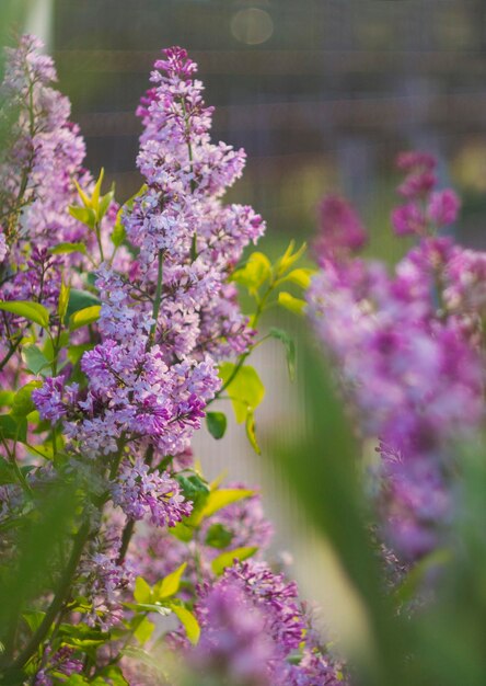 Flieder Syringa vulgaris blüht an einem sonnigen Frühlingstag