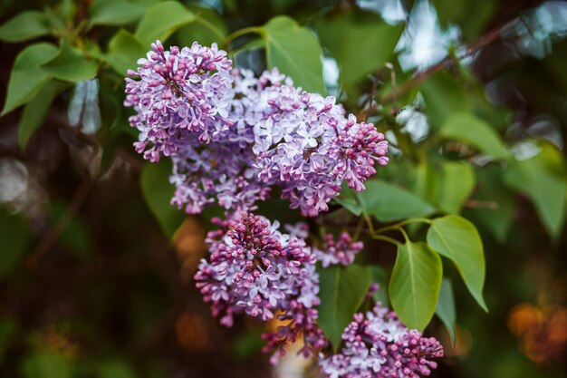 Fliederbaum in voller Blüte