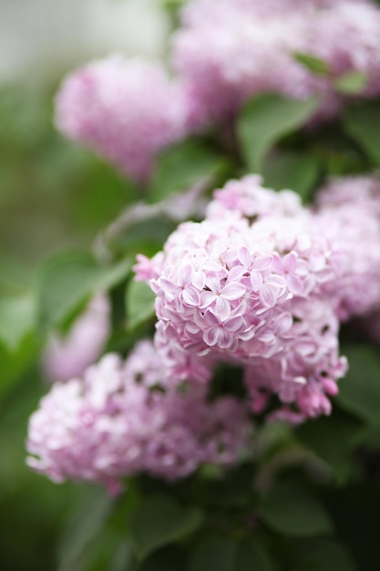 Fliederblüte blüht Frühlingsansicht