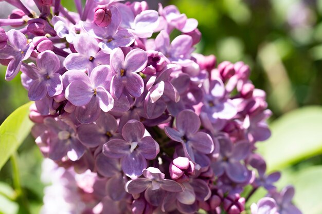 Foto fliederblüte blumen frühlingsansicht.