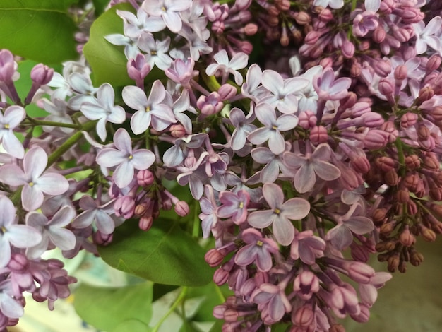 Fliederblüte im Frühling Fliederbusch Fliederblüten Nahaufnahme verschwommener Hintergrund