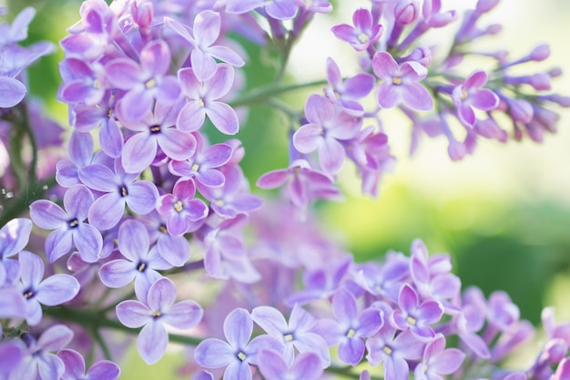 Fliederblüten blühen im Frühlingsgarten. Weicher selektiver Fokus. Frühlingssaison des natürlichen Hintergrunds der Blumen.