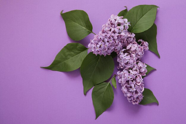 Fliederblütenzweig auf violettem Papierhintergrund Kopierbereich violetter Hintergrund