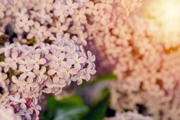 Fliederblumen im warmen Frühlingstag Schöne Naturszene mit blühendem Baum und Sonneneruption