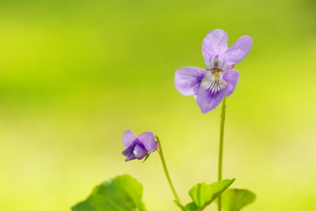 Fliederblumen in der Natur