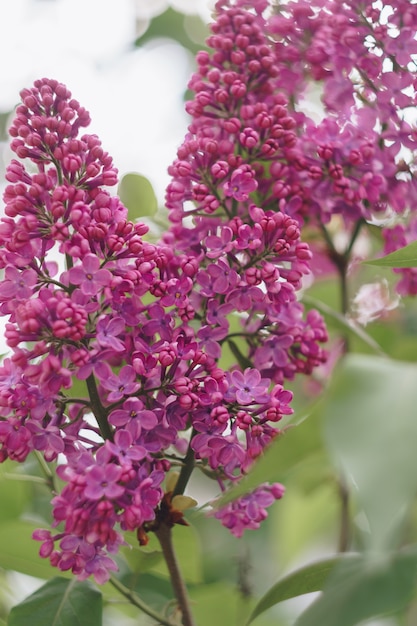 Fliederblumen mit grünen Blättern schließen oben