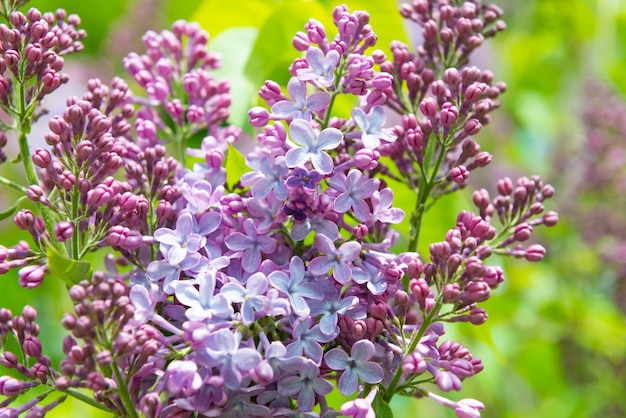 Fliederblumen-Zweigstrauß