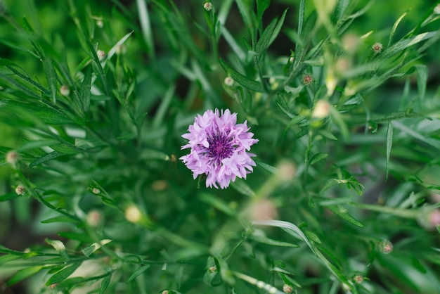 Fliederblumenkornblume im Garten im Sommer