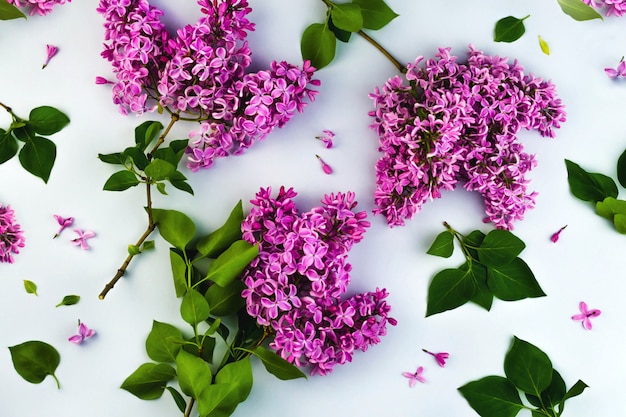 Fliederblumenzweige mit grünen Blättern