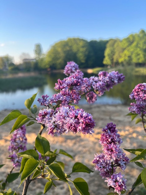 Fliederbusch am See