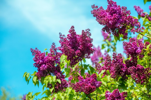 Fliederbusch gegen Himmel im Garten