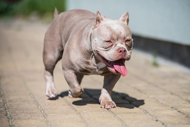 Fliederfarbener amerikanischer Bully-Hund bewacht das Haus draußen