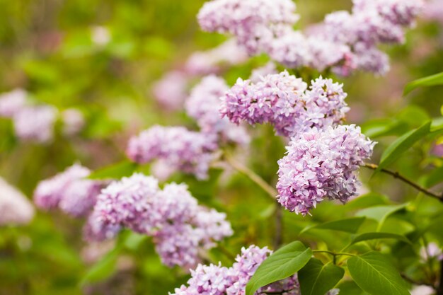 Fliedergarten, bunte Fliederblüte und -blume, Frühlingsblume, Botanischer Garten Tiflis