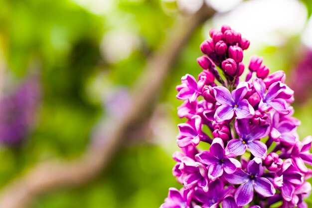 Fliedergarten, bunte Fliederblüte und -blume, Frühlingsblume, Botanischer Garten Tiflis