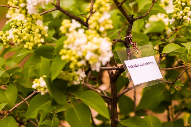 Fliedergarten, bunte lila Valentina Grizodubova Blüte und Blume, Frühlingsblume, Tiflis Botanischer Garten