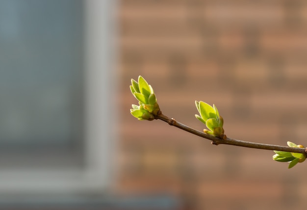 Fliederknospen auf einem Ast im zeitigen Frühjahr im März oder April mit horizontalem Format der Sonneneinstrahlung mit Kopierraum. Foto einer wiederbelebenden blühenden Natur